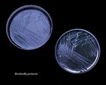 bordetella